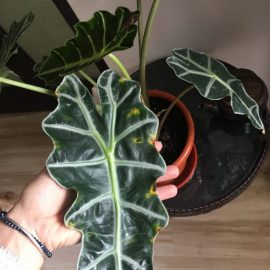 Alocasia polly with blotches on leaves ARM EN Community