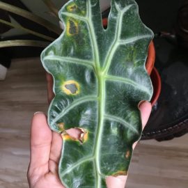 Alocasia polly with blotches on leaves ARM EN Community