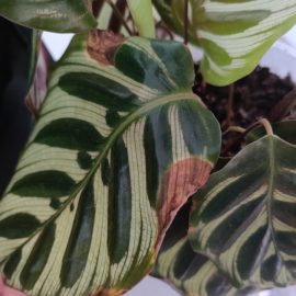Calathea with drying leaves ARM EN Community