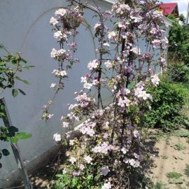 Clematis – what can I do to stop the wilting? ARM EN Community