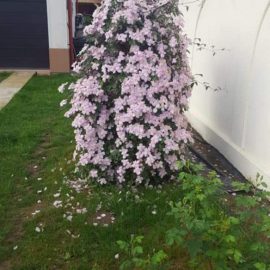 Clematis – what can I do to stop the wilting? ARM EN Community