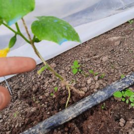 Cucumbers with woody stems ARM EN Community
