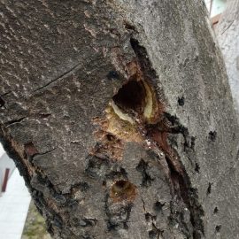 Woodpecker hole in walnut tree trunk ARM EN Community