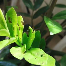 Zamioculcas-perforated-leaves-1