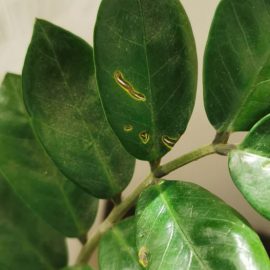 Zamioculcas-perforated-leaves