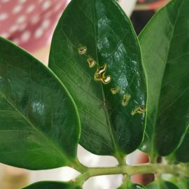 Zamioculcas with perforated leaves ARM EN Community