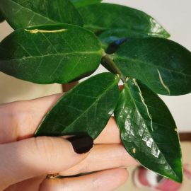 Zamioculcas-perforated-leaf-1