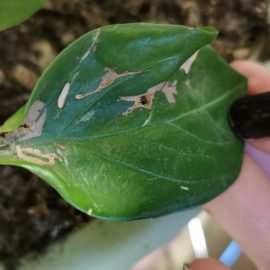 Zamioculcas-perforated-leaf