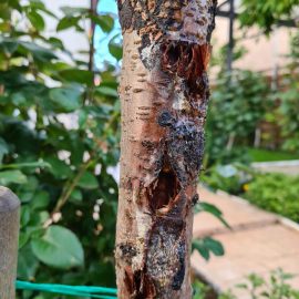 Almond – gummosis and holes in bark ARM EN Community