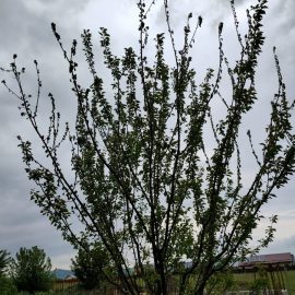 Apricot tree with wilted leaves ARM EN Community
