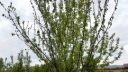 Apricot tree with wilted leaves ARM EN Community