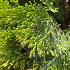 Arborvitae – how do I get rid of spiders and scale insects? ARM EN Community