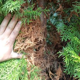 Arborvitae – turning brown on the inside and outside ARM EN Community