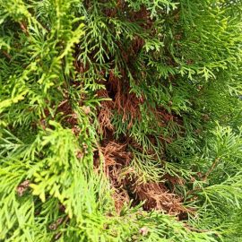 Arborvitae – turning brown on the inside and outside ARM EN Community