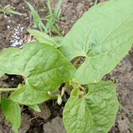 Beans – aphids and ants on leaves ARM EN Community
