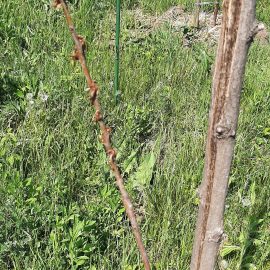 cherry trees wilted after bud emerging ARM EN Community