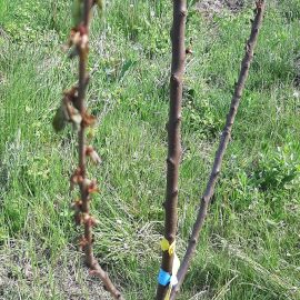 cherry trees wilted after bud emerging ARM EN Community