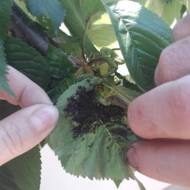Cherry with curled leaves – aphids on leaves ARM EN Community