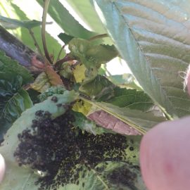 Cherry with curled leaves – aphids on leaves ARM EN Community
