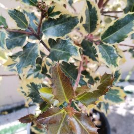 Common holly with brown spots on leaves ARM EN Community
