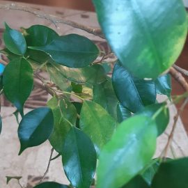 Ficus plant with white and black spots ARM EN Community