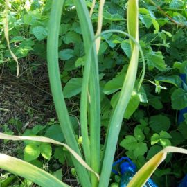 garlic-yellow-leaves02