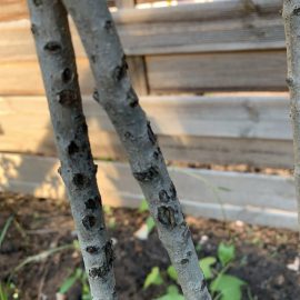 Lilac – why are the leaves starting to curl? ARM EN Community