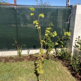 Linden – what can I apply for yellow leaves with spots ARM EN Community
