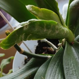 Orchids with deformed leaves and stems ARM EN Community