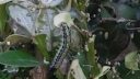 Ornamental shrubs – treatments against caterpillars ARM EN Community