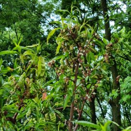 Peach tree – why are leaves curled? ARM EN Community
