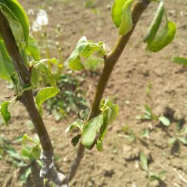 Pear tree – leaves with burned apperance ARM EN Community