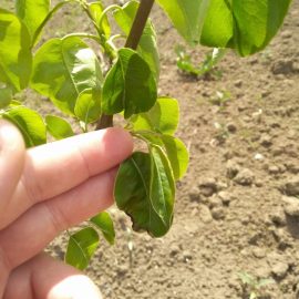 Pear tree – leaves with burned apperance ARM EN Community