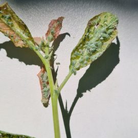 Plum tree – treatments for aphids ARM EN Community