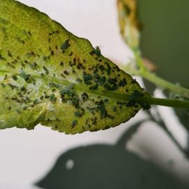 Plum tree – treatments for aphids ARM EN Community