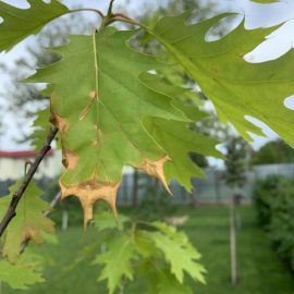 Quercus rubra – treatments against anthracnose ARM EN Community