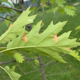 Quercus rubra – treatments against anthracnose ARM EN Community