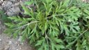 Ragweed and other weeds in my garden ARM EN Community
