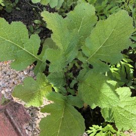 Ragweed and other weeds in my garden ARM EN Community