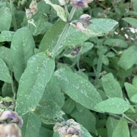 Sage with white spots on leaves ARM EN Community
