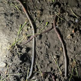 Strawberry crop with earthworms ARM EN Community