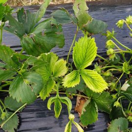 Strawberry – why are the leaves turning yellow? ARM EN Community
