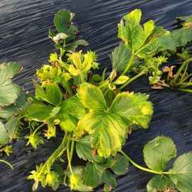 Strawberry – why are the leaves turning yellow? ARM EN Community
