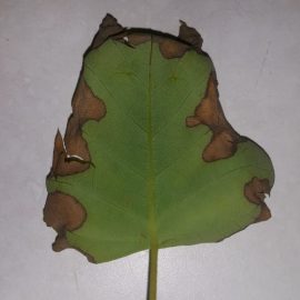Tulip tree – why are the leaves turning brown? ARM EN Community