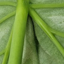 White canvas on alocasia and mealybugs on other plants ARM EN Community