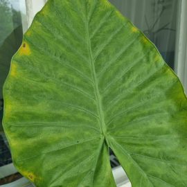White canvas on alocasia and mealybugs on other plants ARM EN Community