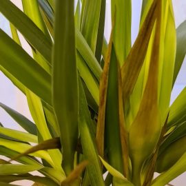 Yucca-with-dried-leaves-1