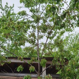 Cherry tree leaves wilted ARM EN Community