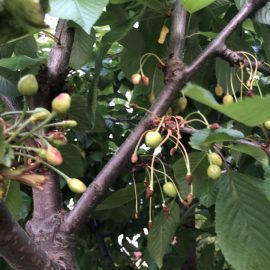 Cherry tree – reasons for fruit  dropping ARM EN Community