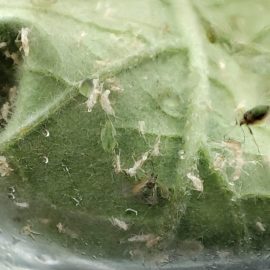 eggplant-aphids-2